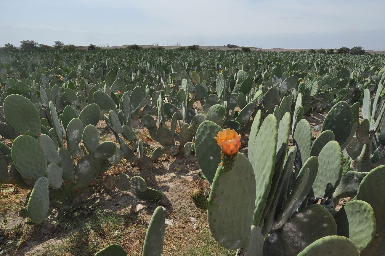 Изображение особи Opuntia ficus-indica.