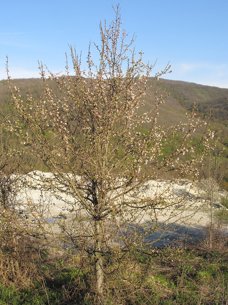 Image of Malus orientalis specimen.