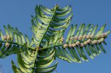 Cephalotaxus variety drupacea