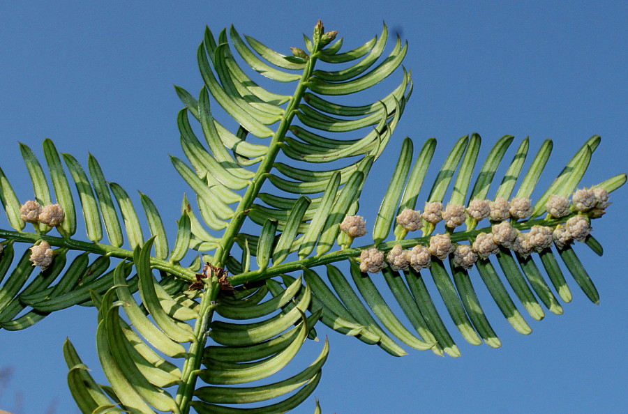 Изображение особи Cephalotaxus harringtonia var. drupacea.