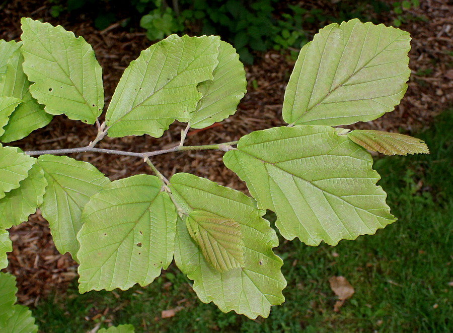 Image of Hamamelis vernalis specimen.