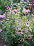 Echinacea purpurea