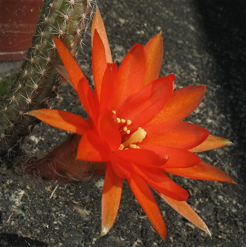 Изображение особи Echinopsis chamaecereus.