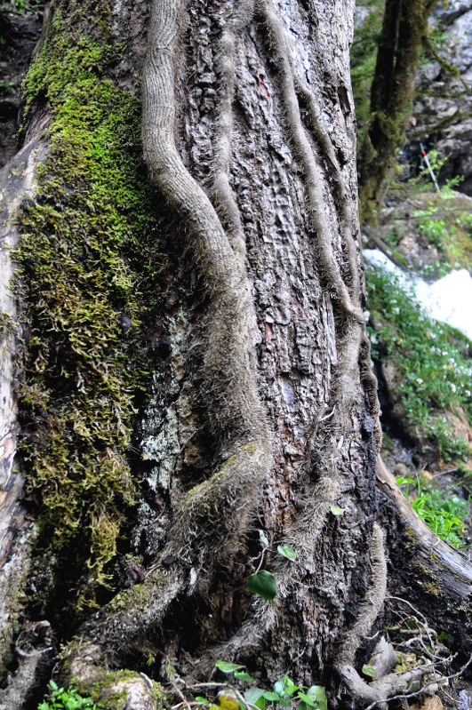 Image of Hedera colchica specimen.