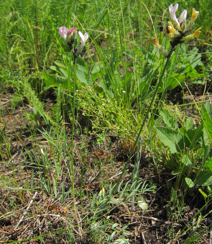 Image of Astragalus macropus specimen.