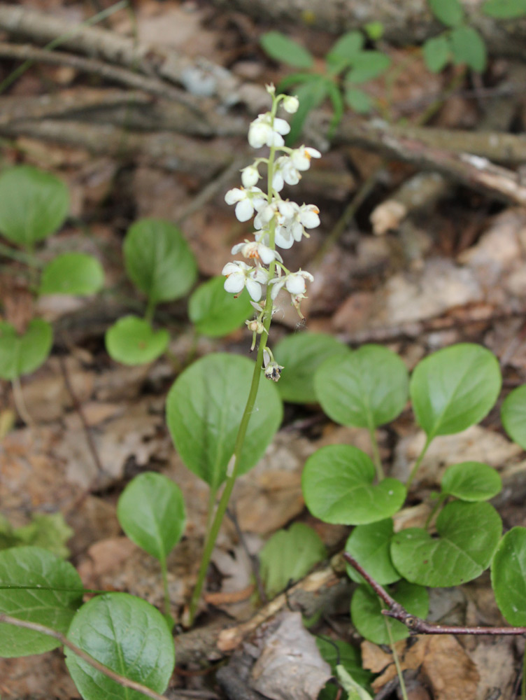 Image of Pyrola rotundifolia specimen.