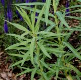 Euphorbia lucida. Побеги. Германия, г. Дюссельдорф, Ботанический сад университета. 02.06.2014.