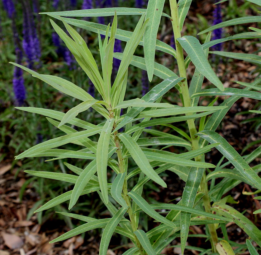 Image of Euphorbia lucida specimen.