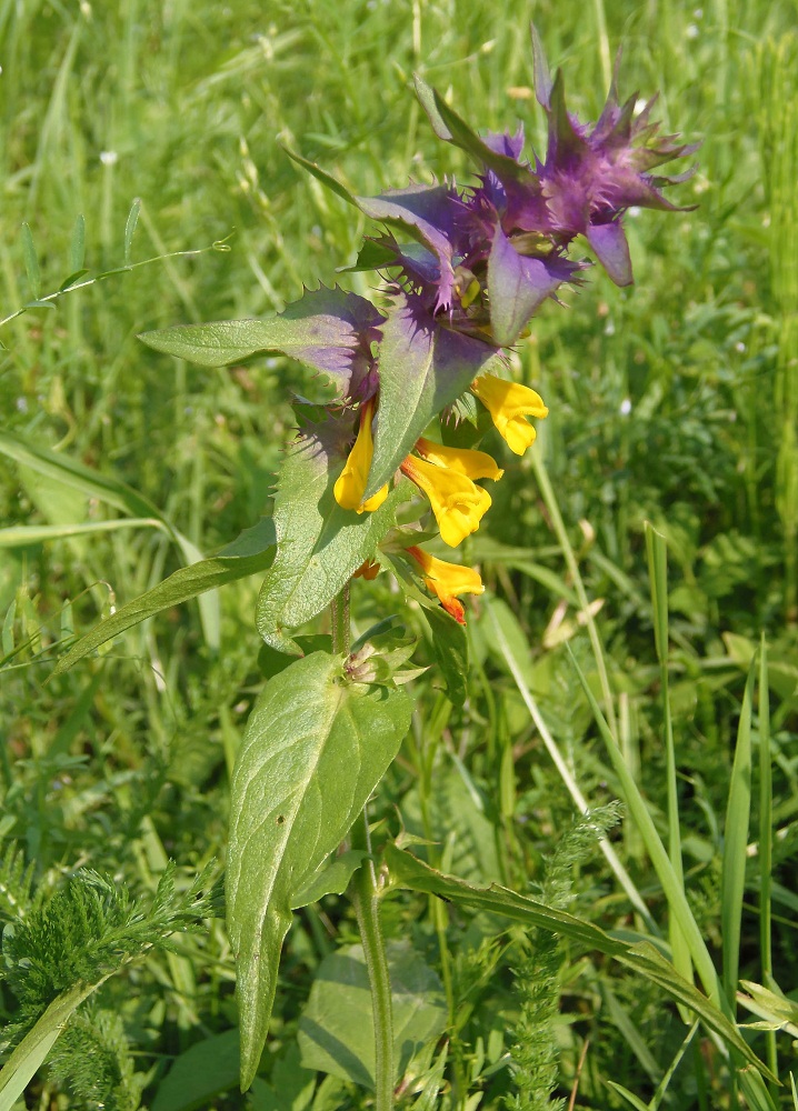 Изображение особи Melampyrum nemorosum.