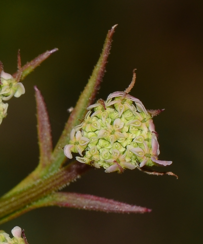 Image of Daucus glaber specimen.