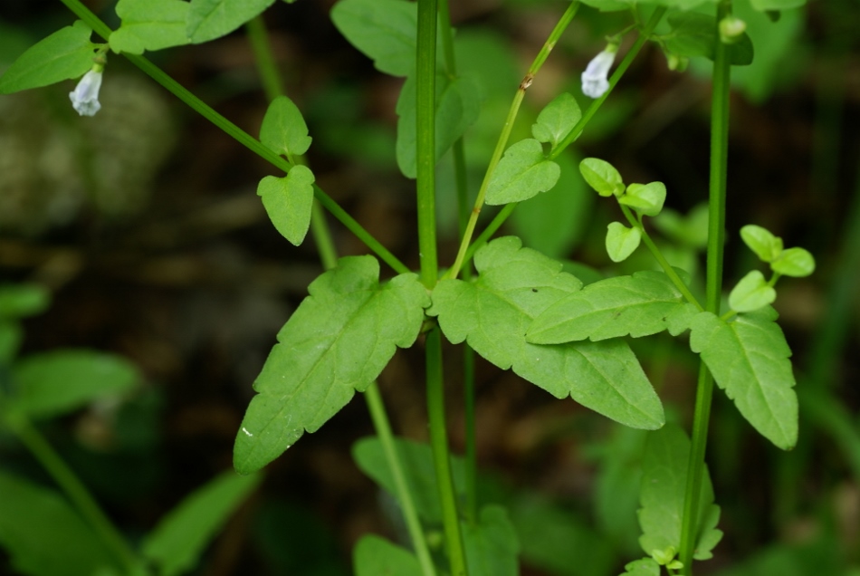 Изображение особи Scutellaria dependens.