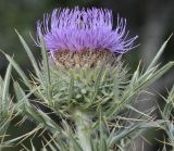 Cirsium ligulare