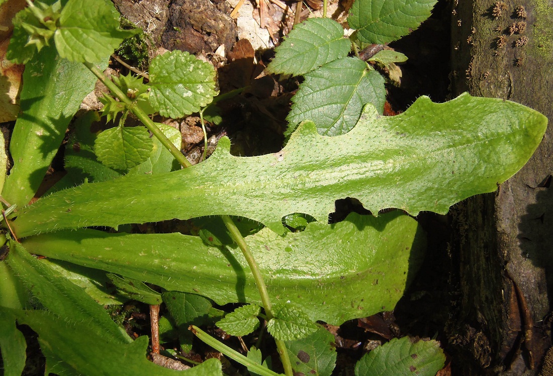 Изображение особи Hypochaeris radicata.