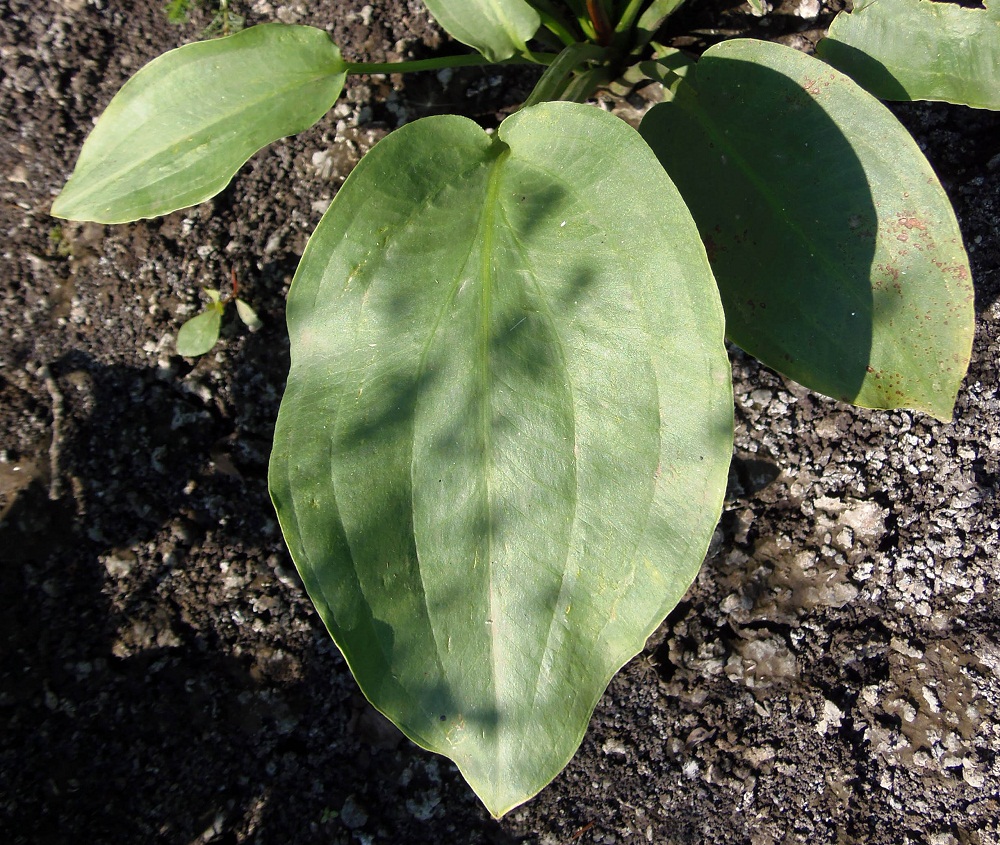 Image of Alisma plantago-aquatica specimen.