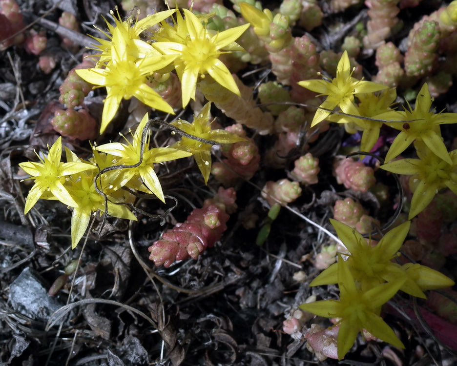 Image of Sedum acre specimen.