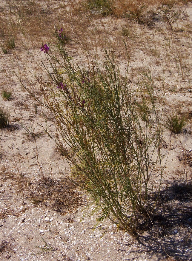 Изображение особи Astragalus varius.