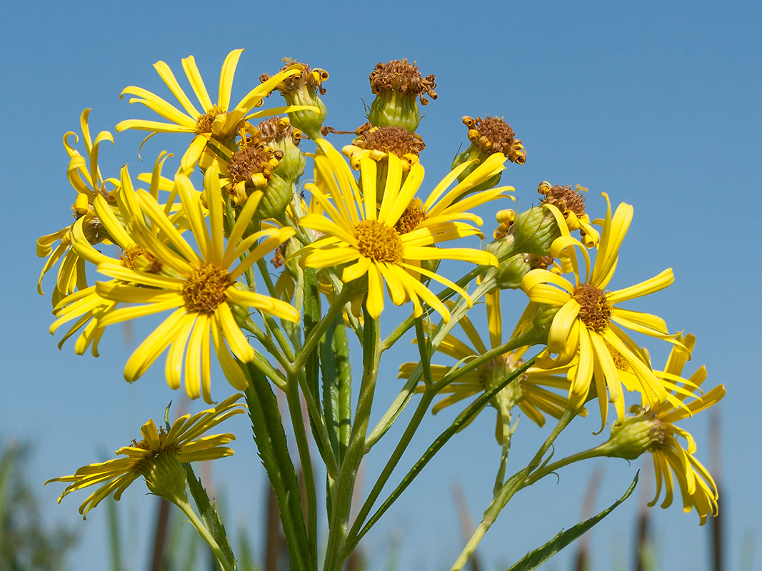 Image of Senecio paludosus specimen.