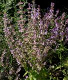 Salvia sclarea. Верхняя часть цветущего растения. Германия, г. Дюссельдорф, Ботанический сад университета. 03.07.2014.