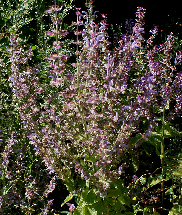 Image of Salvia sclarea specimen.