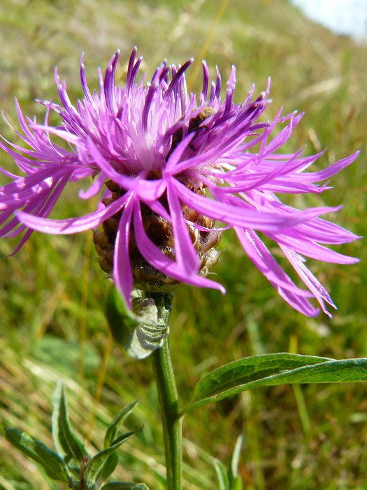 Изображение особи Centaurea jacea.