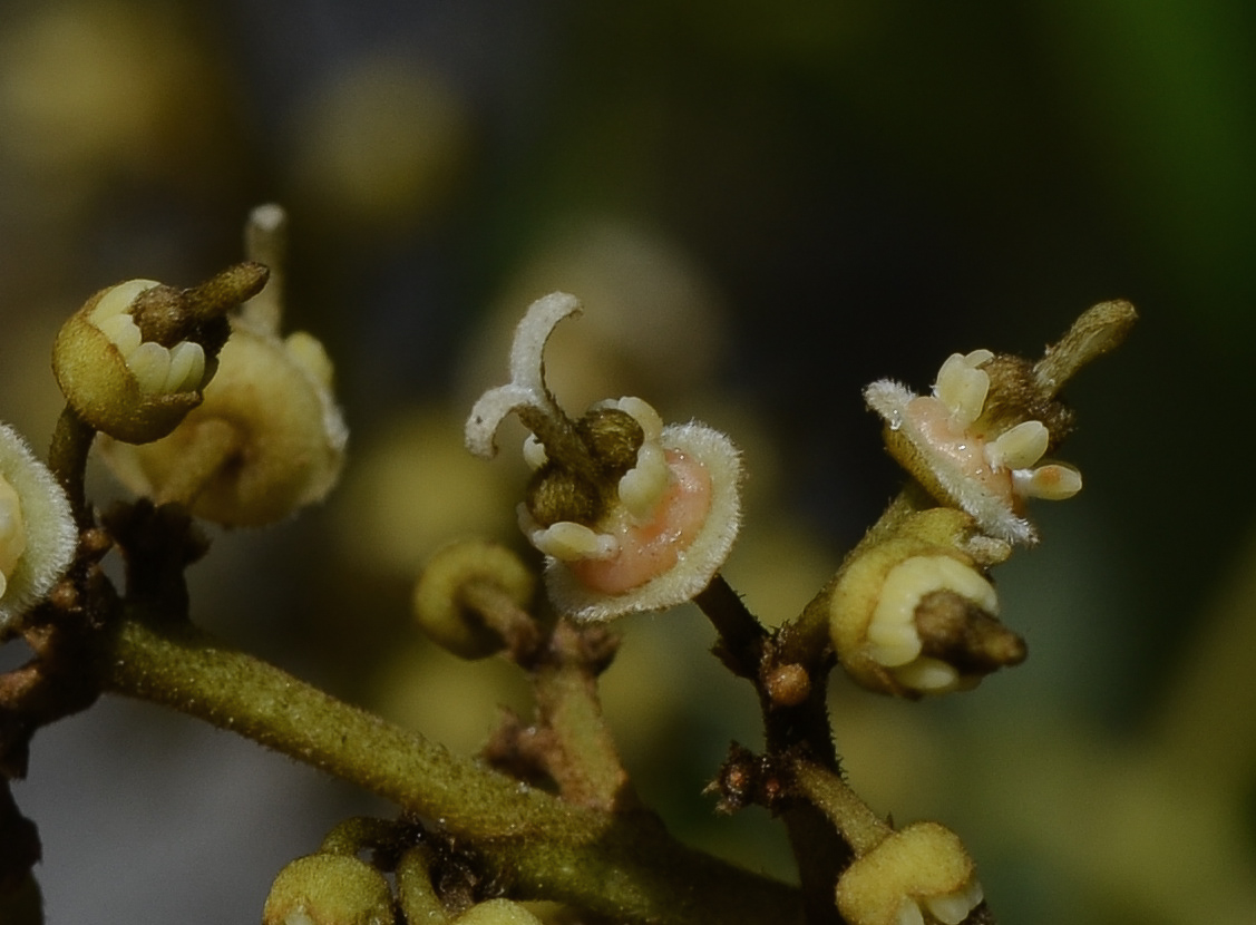 Image of Litchi chinensis specimen.