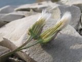 Crepis rhoeadifolia. Вскрытое соплодие с незрелыми семянками. Краснодарский край, м/о г. Геленджик, окр. пос. Кабардинка, гора Дооб, приморский склон. 03.08.2014.