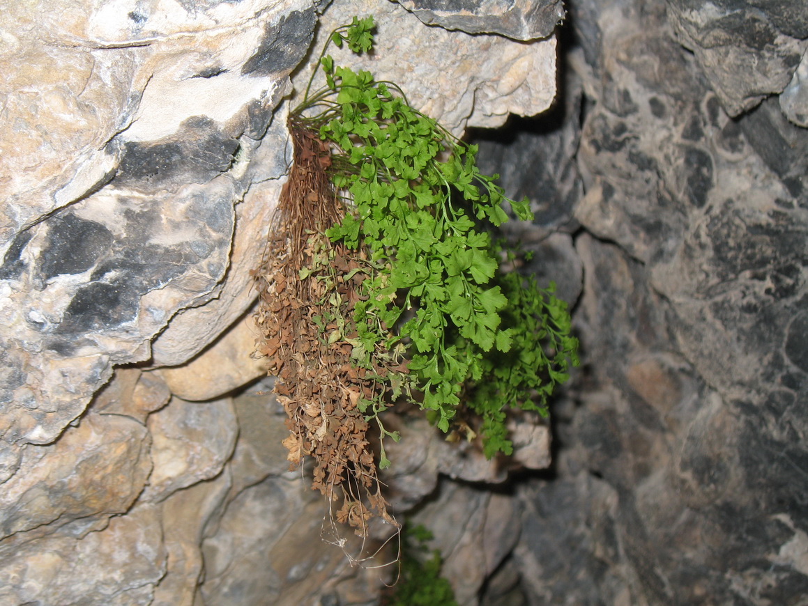 Изображение особи Asplenium ruta-muraria.