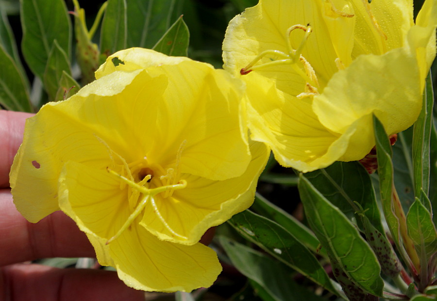 Image of Oenothera macrocarpa specimen.