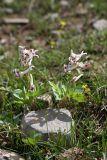 Corydalis ledebouriana. Цветущие растения. Южный Казахстан, горы Алатау, Западное ущелье, ~1000 м н.у.м. 11.04.2014.