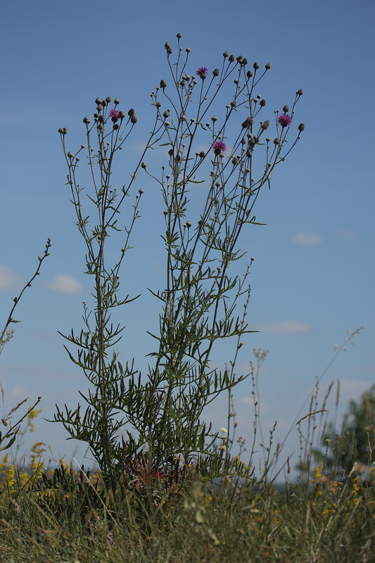 Image of Centaurea apiculata specimen.