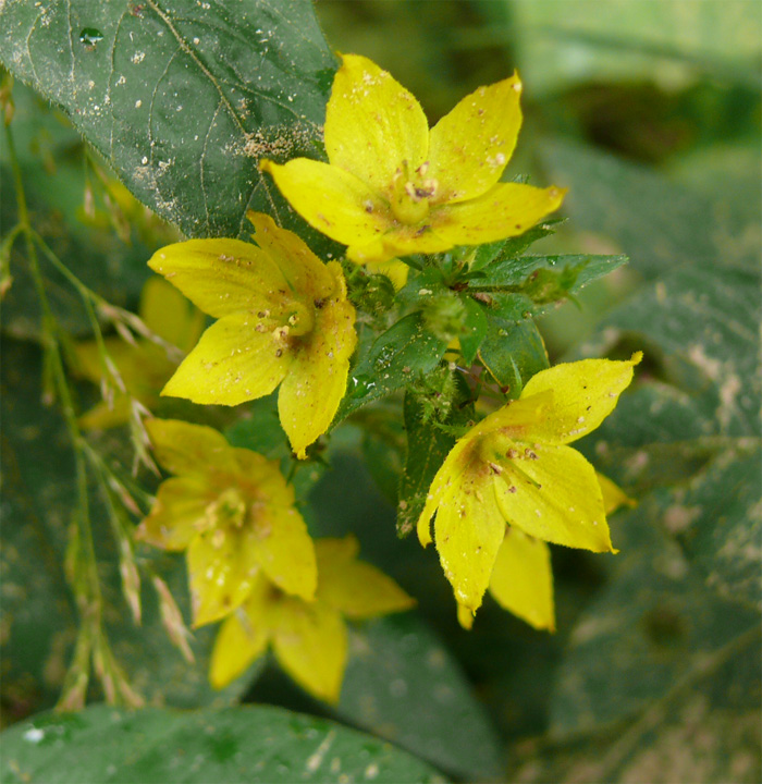 Изображение особи Lysimachia verticillaris.