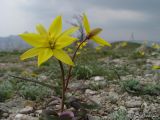 Tulipa australis