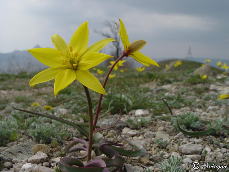 Изображение особи Tulipa australis.