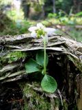 Moneses uniflora