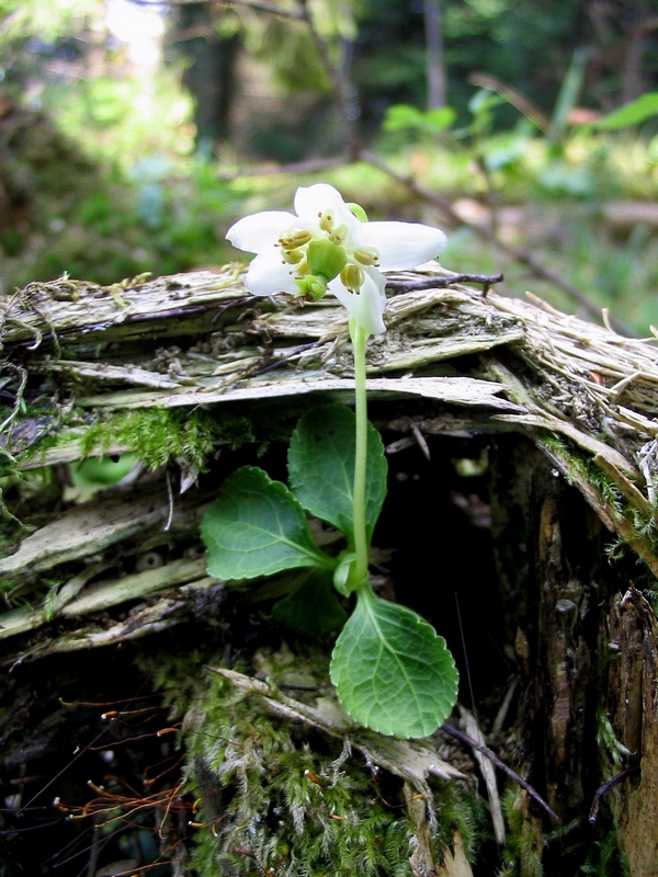 Image of Moneses uniflora specimen.