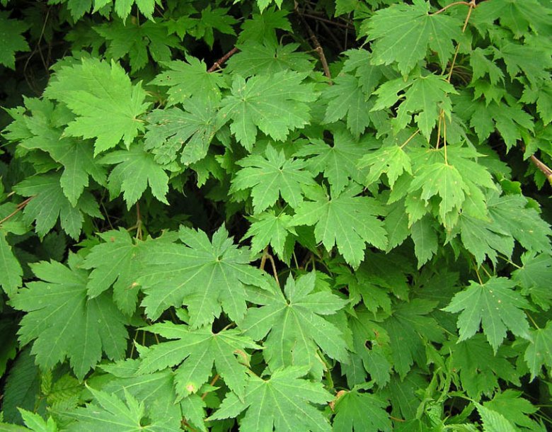 Image of Acer pseudosieboldianum specimen.