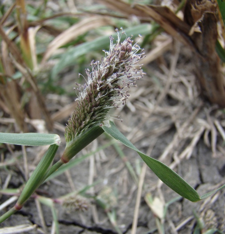 Изображение особи Crypsis schoenoides.