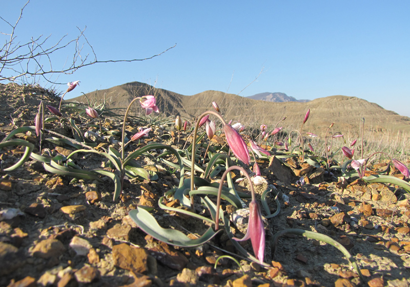 Image of Tulipa biflora specimen.