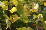 Tilia taquetii