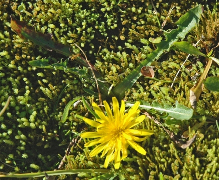 Image of Taraxacum croceum specimen.