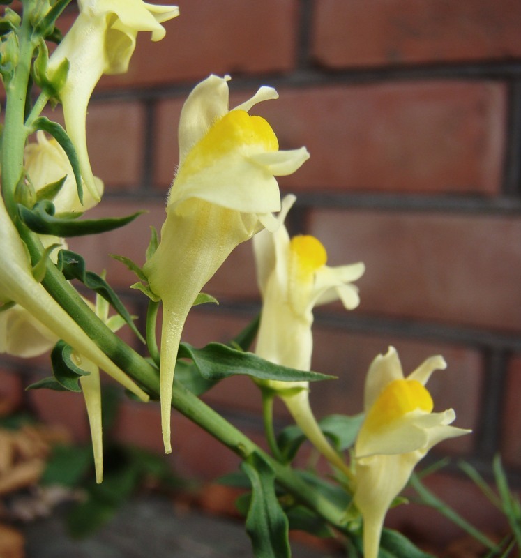 Изображение особи Linaria ruthenica.