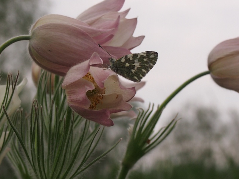 Изображение особи Pulsatilla patens.