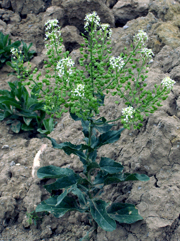 Image of Cardaria repens specimen.