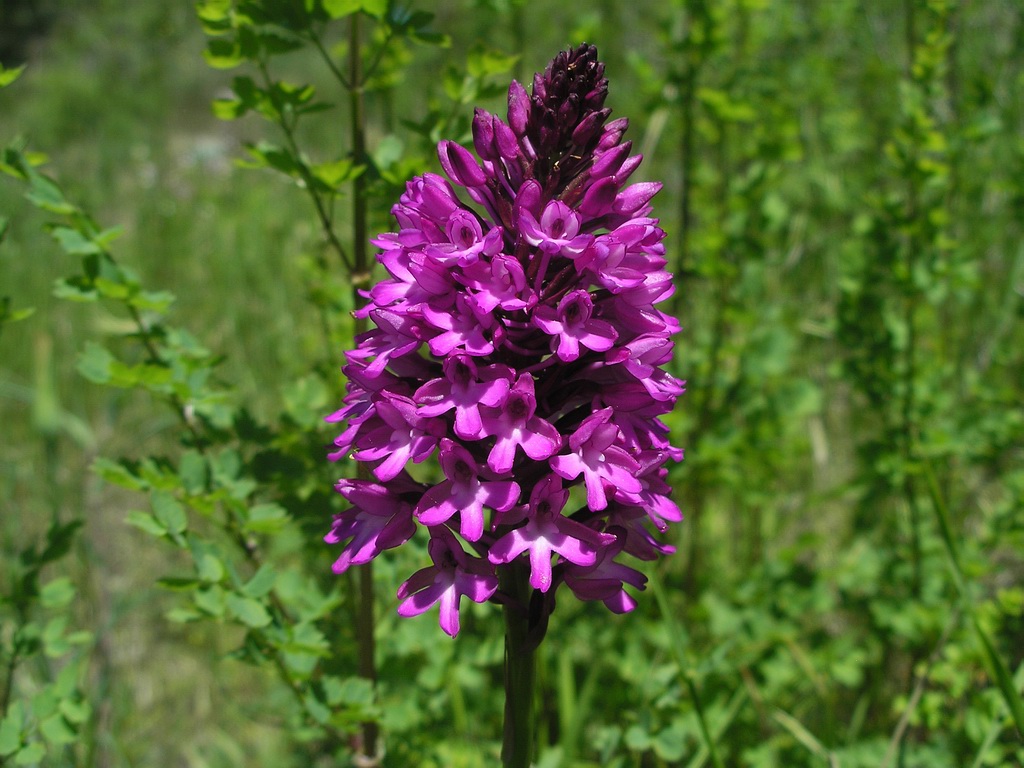 Изображение особи Anacamptis pyramidalis.