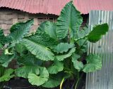 Alocasia macrorrhizos