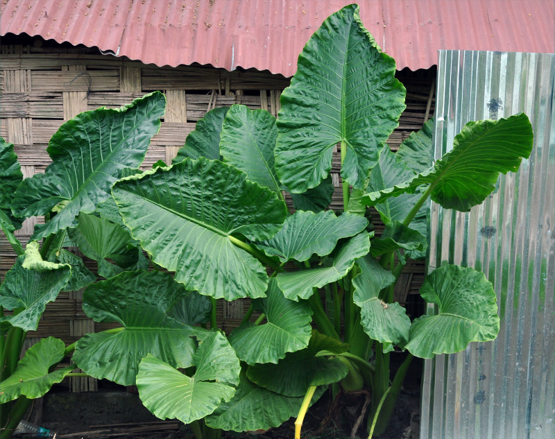 Image of Alocasia macrorrhizos specimen.
