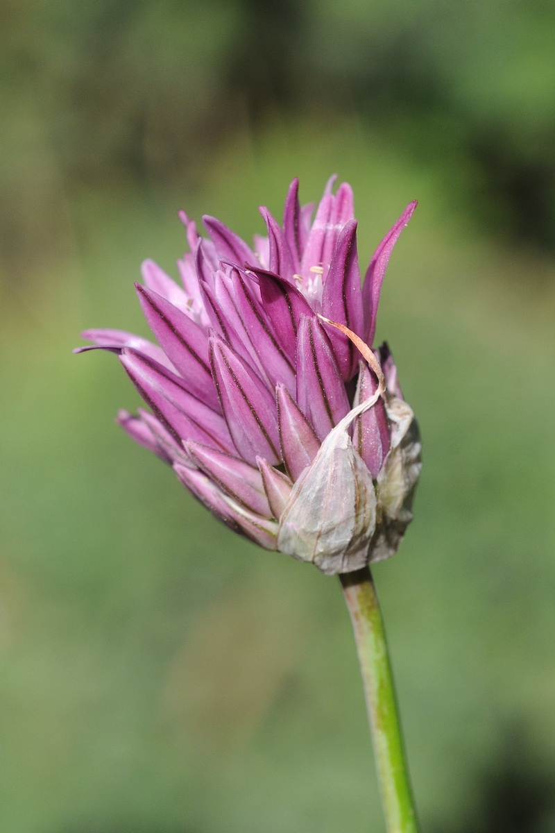 Изображение особи Allium heldreichii.