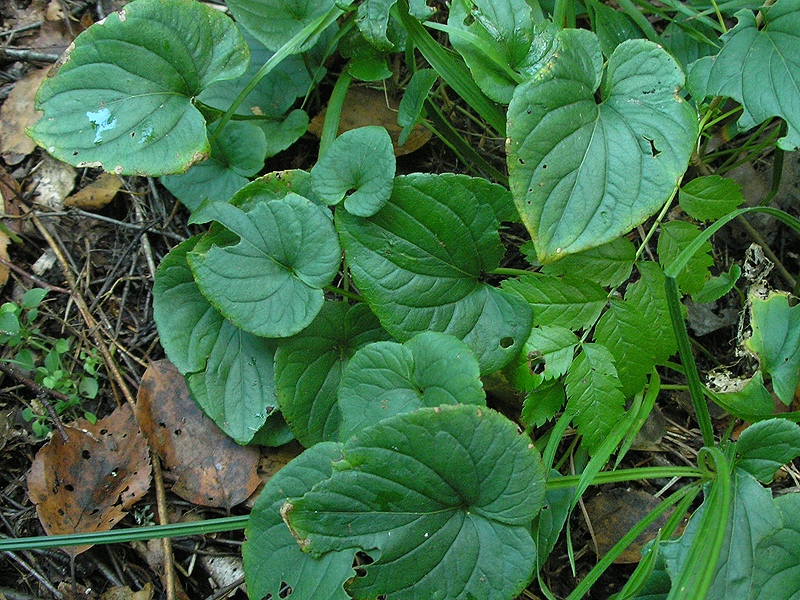 Image of Viola uliginosa specimen.