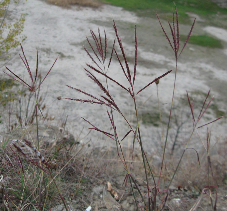 Изображение особи Bothriochloa ischaemum.