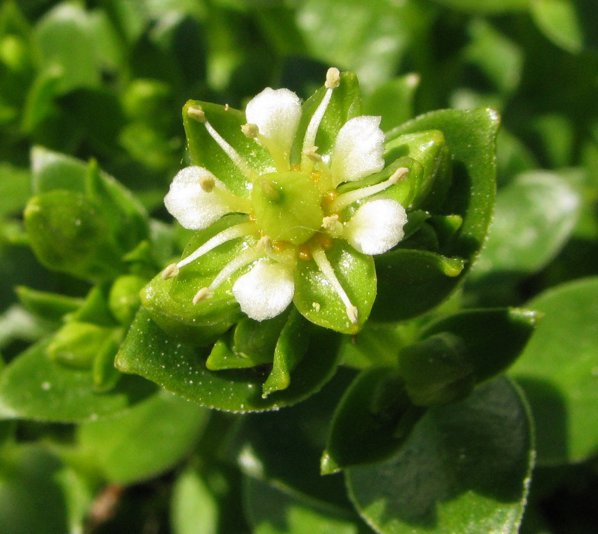 Изображение особи Honckenya peploides ssp. diffusa.